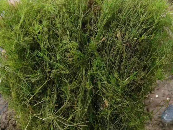 小茨藻